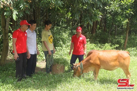 Tạo sinh kế bền vững từ dự án “Ngân hàng bò”