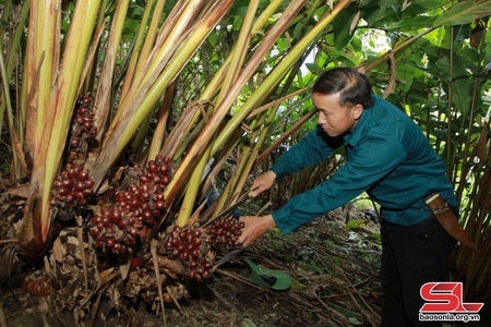 Bắc Yên đẩy mạnh công tác giảm nghèo