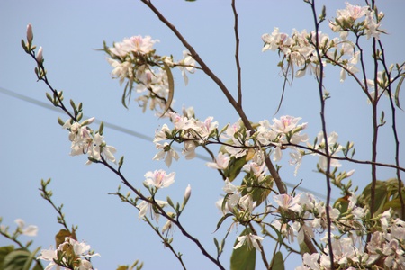 Tây Bắc mùa xuân