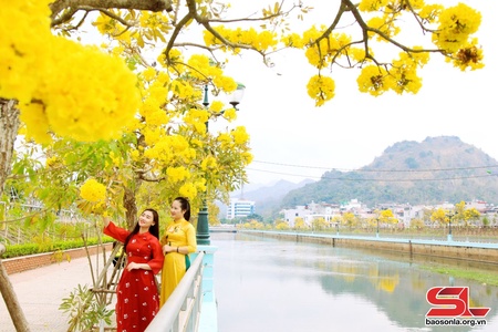 Hoa Phong Linh rực rỡ sắc vàng