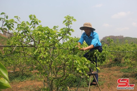 Xây dựng thương hiệu lê Phiêng Khoài