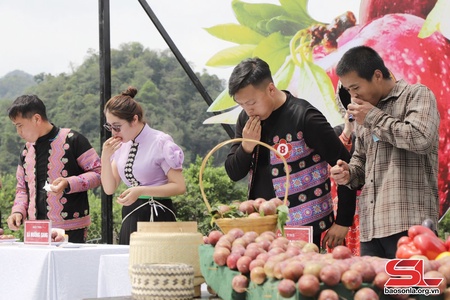 Sôi động ngày hội hái quả trên cao nguyên