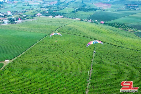 Bay trên thảo nguyên xanh