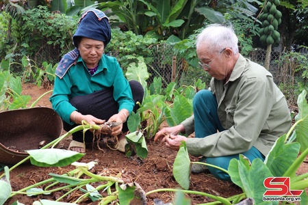 Dẻo thơm khoai sọ Thuận Châu