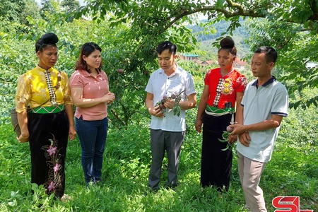 Yên Châu vượt khó xây dựng nông thôn mới