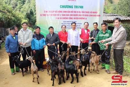 20 hộ nghèo ở Mường La được trao dê giống sinh sản 
