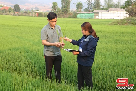 Chủ động phòng trừ sâu bệnh, đảm bảo vụ lúa xuân bội thu