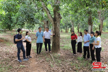 Dự kiến phiên Megalive sản phẩm mận hậu và xoài tại Yên Châu sẽ diễn ra vào ngày 23 và 24/5