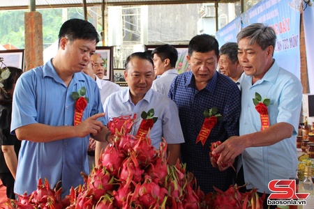 Thuận Châu ứng dụng công nghệ cao trong sản xuất nông nghiệp