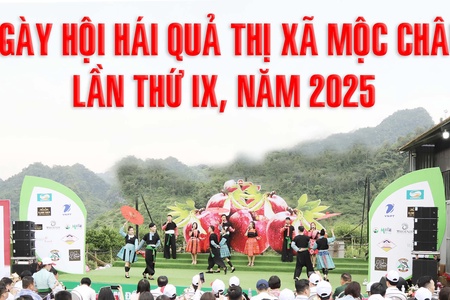 Ngày hội hái quả thị xã Mộc Châu lần thứ IX, năm 2025