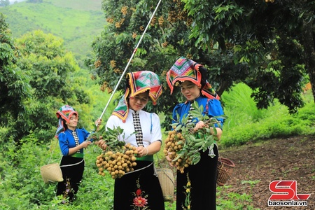 Nhãn chín sớm ở Sông Mã