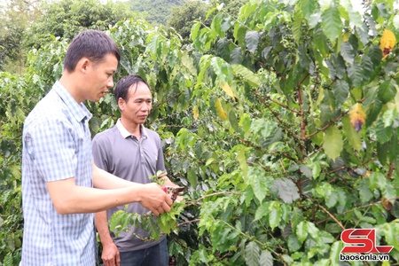 Cây cà phê giúp nông dân Thuận Châu làm giàu
