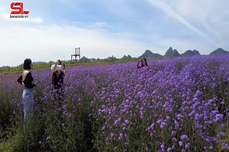 Lỏi Tươi Farm - cánh đồng hoa trên cao nguyên