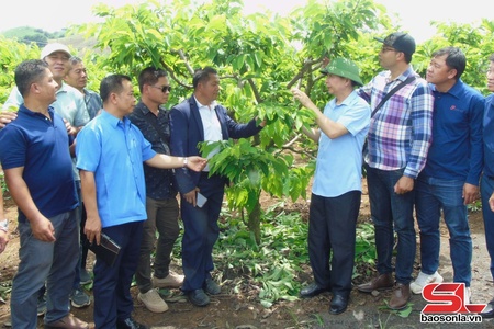 Đoàn cán bộ 9 tỉnh Bắc Lào tham quan một số mô hình nông nghiệp tại Mai Sơn