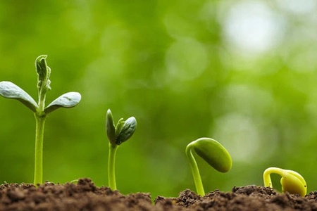 Truyện Podcast: Như những mầm cây