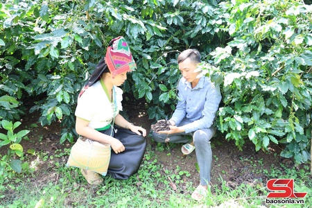 Ngút ngàn màu xanh cà phê 