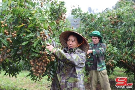 Trù phú vùng cây ăn quả Phiêng Khoài