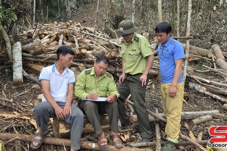 Ngăn chặn tình trạng phá rừng trồng cà phê