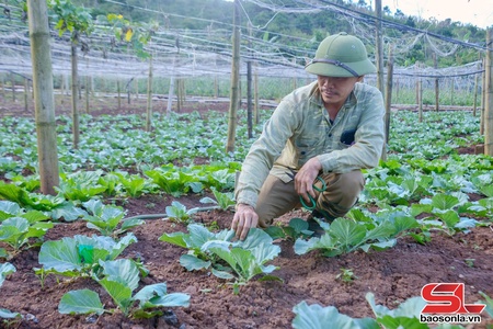 Tô Múa tập trung sản xuất rau vụ đông