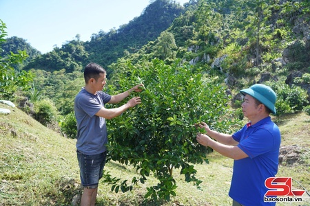  Mường Cơi tập trung chăm bón cây ăn quả