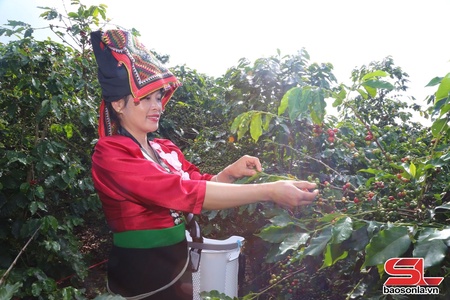 Muổi Nọi xây dựng vùng cà phê Arabica đặc sản