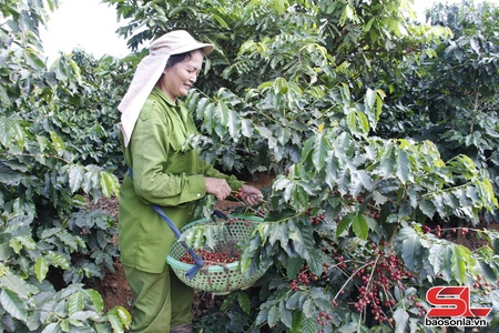 Nông dân Chiềng Cơi phấn khởi thu hoạch cà phê