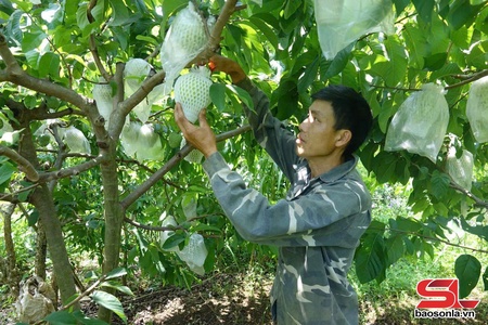 Mai Sơn tạo dựng thương hiệu nông sản từ lợi thế vùng