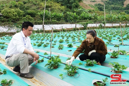 Yên Sơn quyết tâm không còn hộ nghèo