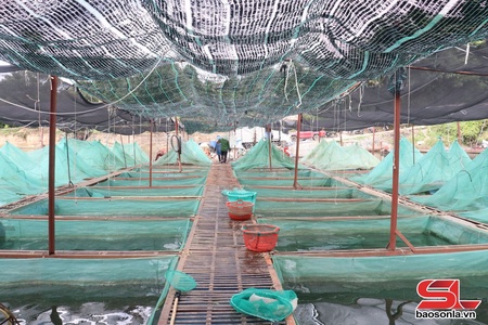 Chiềng Lao nỗ lực giảm nghèo bền vững