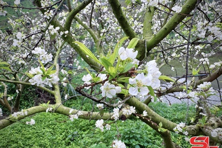 Nông dân Phiêng Khoài chăm sóc vụ mận sớm