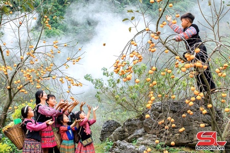 Mùa hồng trên cao nguyên Mộc Châu