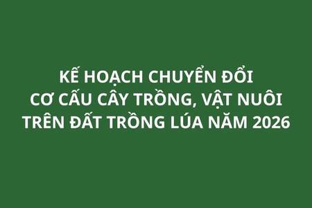 Kế hoạch chuyển đổi cơ cấu cây trồng, vật nuôi trên đất trồng lúa năm 2026