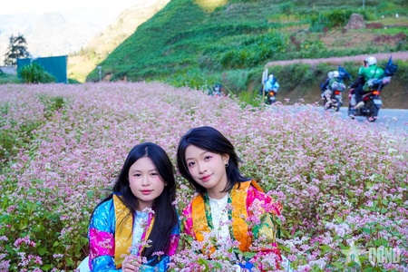 Miền đá thức giấc giữa sắc hồng tam giác mạch