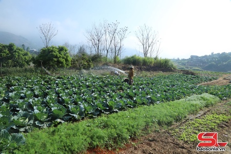 Sông Mã chuyển đổi trồng cây vụ đông, gia tăng thu nhập