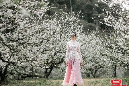 Sắc hoa trên cao nguyên Mộc Châu