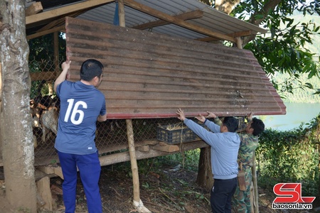 Chủ động phòng chống rét cho gia súc