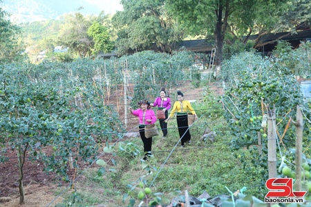 Yên Châu phát huy vai trò hợp tác xã trong sản xuất nông nghiệp