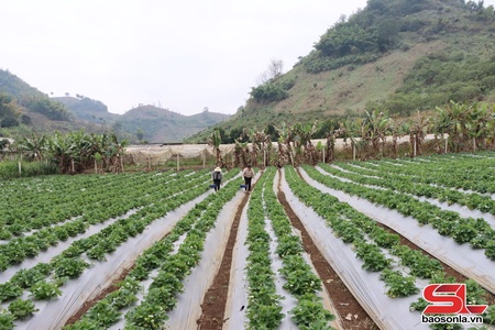 Tà Hộc đưa nghị quyết vào cuộc sống