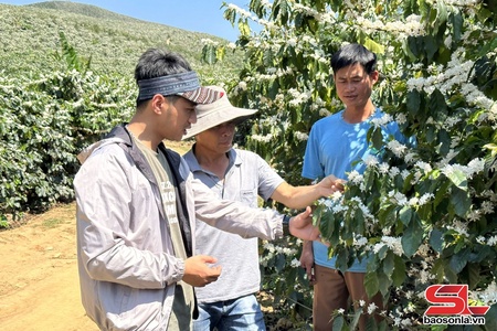 Sơn La quản lý, mở rộng mã số vùng trồng nông sản xuất khẩu