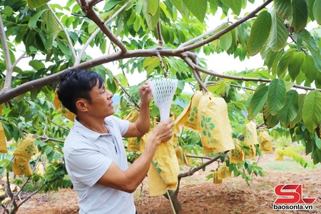 Nông nghiệp hữu cơ – Hướng đi tất yếu cho nông nghiệp bền vững
