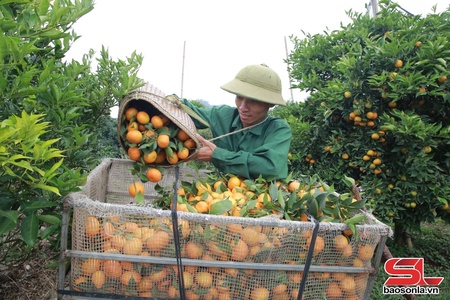Thu nhập cao từ trồng cam