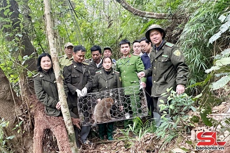  Thả 2 cá thể khỉ quý hiếm về môi trường tự nhiên