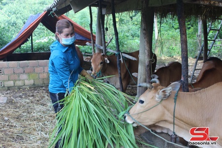 Tập trung phòng chống rét cho đàn vật nuôi