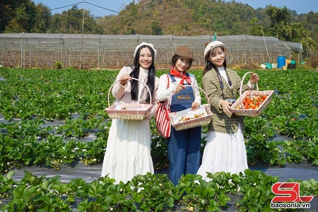 Trải nghiệm hái dâu tây ở Mộc Châu