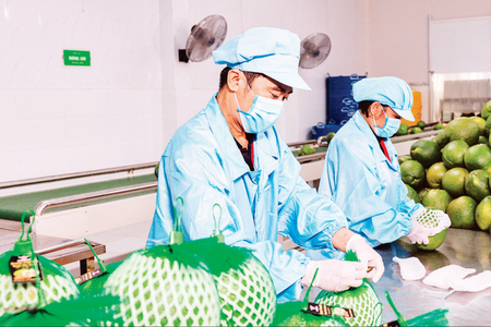 Thích ứng để giảm rủi ro và giữ vững tăng trưởng