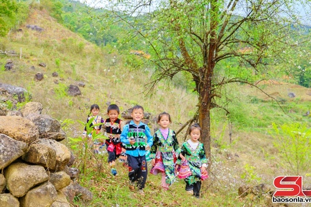 Mùa hoa sơn tra Xím Vàng mời gọi