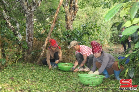 Kiểm tra, khắc phục hậu quả mưa đá tại phường Chiềng An