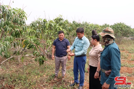 Mai Sơn chăm sóc cây ăn quả mùa nắng nóng