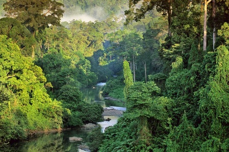 Truyện podcast: Nghiệp rừng