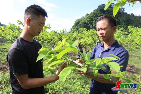 Hứa hẹn vụ na bội thu